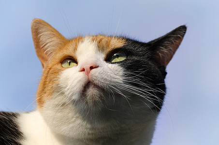在背景中蓝天的卡利科猫图片
