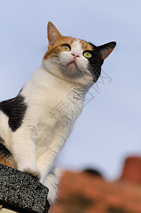 在天顶上的猫俏皮印花布毛皮胡须龟背龟甲砖块太阳森林宠物图片