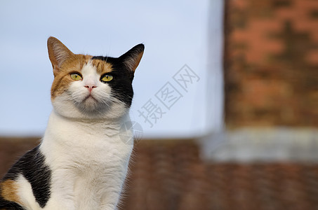 屋顶上猫咪的紧闭图片