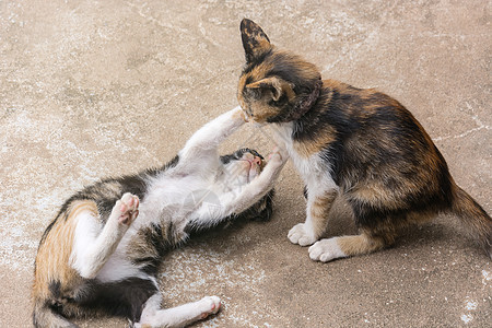 两只可爱的小猫在地板上玩耍 野外的Kittens婴儿垃圾猫科乐趣头发睡眠团体哺乳动物眼睛爪子图片