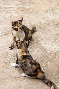 两只可爱的小猫在地板上玩耍 野外的Kittens猫咪宠物花园猫科动物格子乐趣睡眠毛皮眼睛虎斑图片