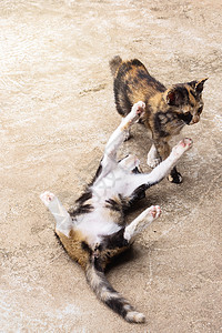 两只可爱的小猫在地板上玩耍 野外的Kittens团体奶油爪子哺乳动物毛皮动物睡眠乐趣宠物花园图片