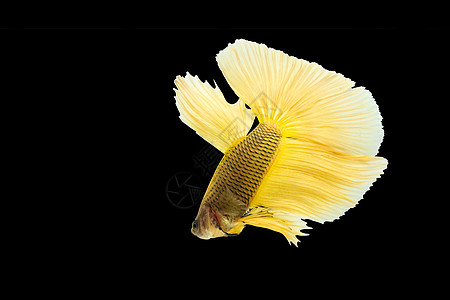 以黑色背景隔离的黄贝塔鱼裙子生物学爱好尾巴情调呼吸男性宠物芨芨草热带图片