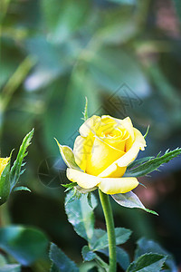 花园里美丽的黄色玫瑰 情人节的玫瑰图片