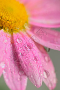 带水滴的粉红色彩色黛西花朵的宏观纹理雨季季节花瓣植物植物学连接器背景花束雏菊植物群图片