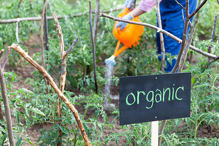 农民在有机蔬菜园里工作土壤农业生产水果安全环境叶子标签男人生长图片