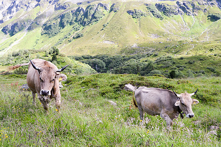泰罗林岛的灰色奶牛图片
