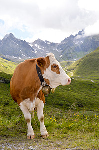 棕黄和白白奶牛福利养殖场地观光文化旅游钟声牛奶果皮乡村图片