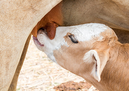 从妈妈那里抽牛奶 柔软和模糊的焦点农场场地吮吸婴儿奶牛草原动物牧场护士头发图片