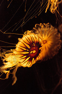 日本海雀Jellyfish Crysaora太平洋野生动物运动生活海岸热带危险橙子游泳蓝色水族馆图片