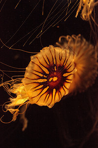 日本海雀Jellyfish Crysaora太平洋热带海洋生物水族馆橙子危险海岸生活蓝色海洋动物图片