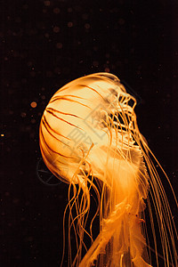 日本海雀Jellyfish Crysaora太平洋荨麻生物热带水族馆运动游泳海岸动物海洋生物海洋图片