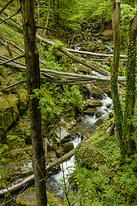 山区溪流 河流通过茂密的森林流动小路瀑布山沟旅游荒野旅行石头峡谷踪迹远足图片