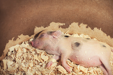 以锯木屑为生的睡猪仔猪家畜农业猪肉农村谷仓新生农场鼻子动物图片