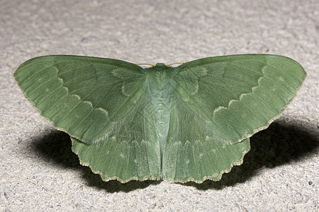 大型翡翠月缩小昆虫天线绿色翅膀头发宏观背景图片