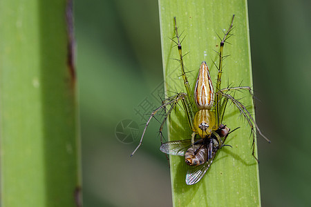 蜘蛛在绿叶上吃苍蝇的图像捕食者荒野动物山猫死亡倾斜猎物叶子网络科学图片