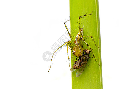 蜘蛛在绿叶上吃苍蝇的图像眼睛女性昆虫瓶子科学动物氧化酶捕食者网络宏观图片