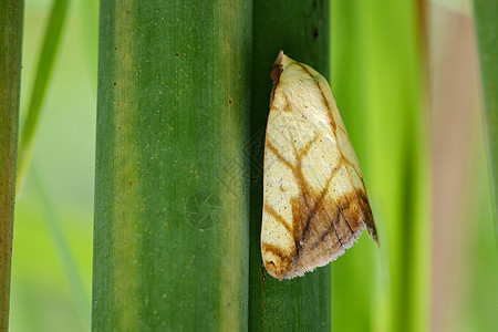 绿叶上的蝴蝶Moth图像宏观野生动物孔雀眼睛荒野动物群家庭茉莉花昆虫学翅膀图片