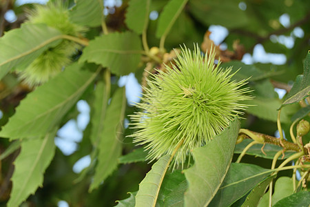 圆栗子卷圈 还在树上生物叶子坚果核桃植物水果食物荆棘季节饮食图片