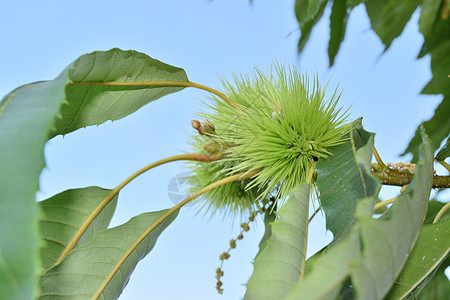 圆栗子卷圈 还在树上核桃食物坚果森林毛刺荆棘宏观尖刺水果营养图片