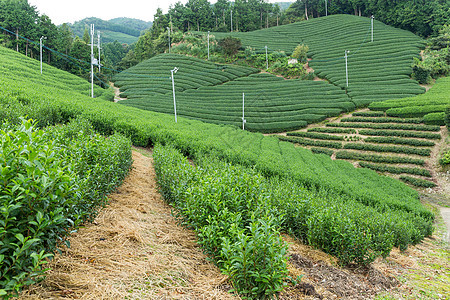 茶叶农场风景游客栽培地标绿色植物天空土地生长爬坡农业图片