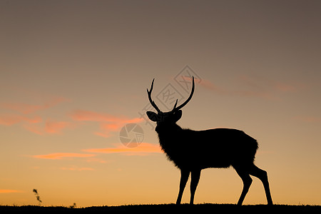 鹿皮和色彩多彩的日落高清图片