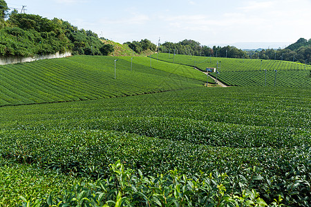 日本茶叶园农场图片