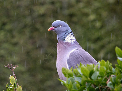木鸽木头栖息地紫色羽毛眼睛翅膀黑色雨滴农村野生动物图片