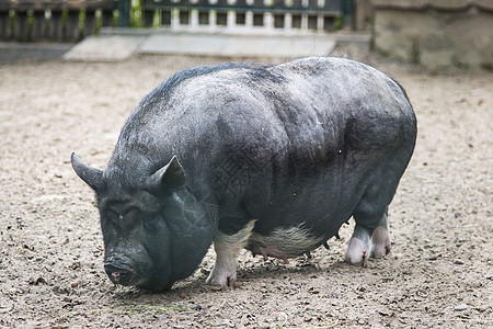 越南黑猪农场公猪小猪动物农业乡村哺乳动物毛皮猪肉身体图片
