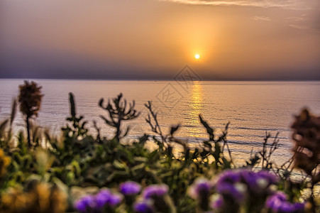 与野花一同在海面上 明亮的金色日落植物群海滩阳光场地天空植物荒野花园橙子海洋图片