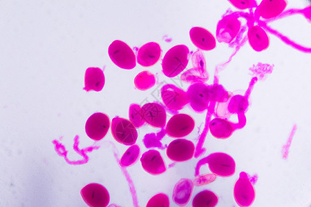 显微镜下的黄花萱草成熟花药  Abstr生物学实验室植物学花瓣植物动物神经科学组织艺术图片