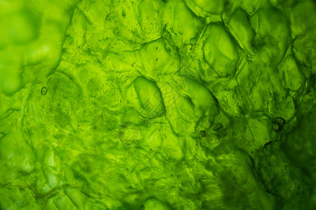 显微镜下的黄瓜插图宏观科学植物矿物生物实验室摄影图层蔬菜图片