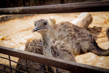 动物园的棕色食人动物园动物生活农场跑步微笑眼睛脖子野生动物荒野羽毛图片