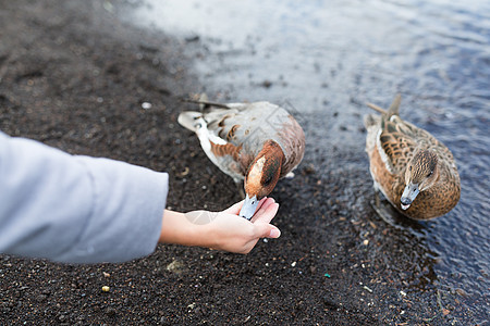 妇女喂养鸭女性动物荒野野生动物女士食物羽毛游泳池塘鸭子图片