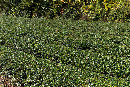 新鲜茶叶农场图片