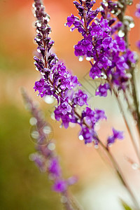 以墙为敌的芳香草本收成线条农场薰衣草花园香味草本植物场地背景图片