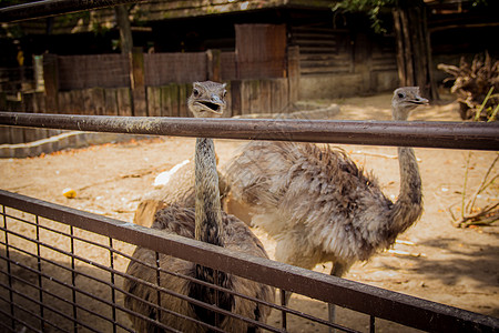 动物园的棕色食人动物园荒野跑步动物微笑栅栏生活脖子农场野生动物眼睛图片