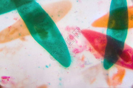 显微镜下的草履虫在 c 中的抽象形状实验室插图照片动物群细胞核宏观共轭微生物生活细胞图片