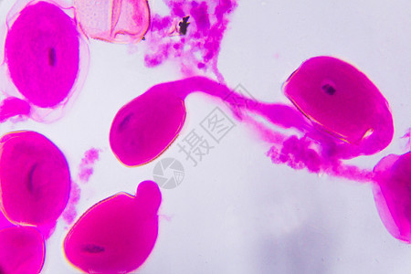 显微镜下的黄花萱草成熟花药  Abstr科学植物学组织植物插图器官宏观尾状生物学艺术图片