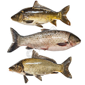 收集鱼类草鱼市场湖泊水产淡水鲤鱼镀金头食物白色鳟鱼背景图片