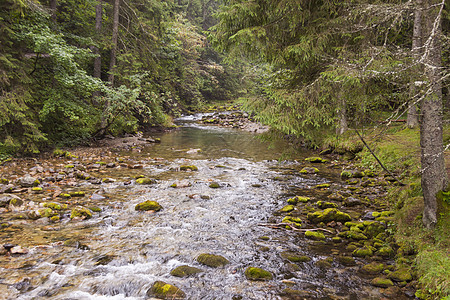 Koscieliska山谷的快速山溪荒野石头高山溪流边缘环境风景抛光流动山脉图片