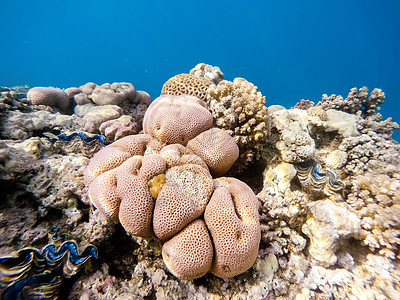 红海珊瑚园 埃及Marsa Alam障碍阳光假期盐水异国野生动物蓝色海洋潜水海景图片