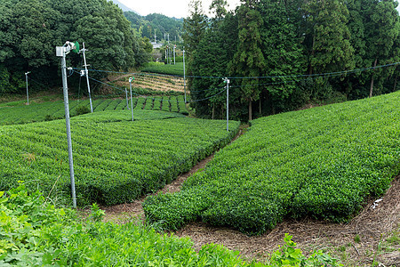 茶叶字段农业生长季节热带植物农场阳台种植园栽培叶子图片