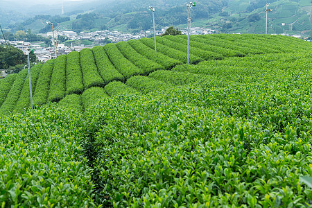 日本茶叶农场图片