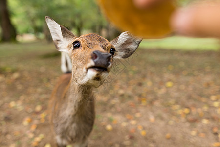 喂养可爱的小鹿图片