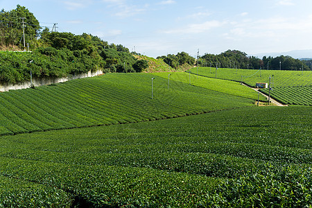 新鲜绿色茶叶园风景热带饮料农业栽培爬坡场地种植园农田高地图片