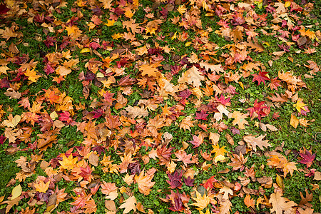 秋叶森林草地季节性小路树叶人行道绿色季节活力地面图片