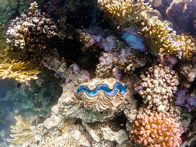 红海珊瑚园 埃及Marsa Alam生活水族馆潜水环境蓝色盐水假期动物旅游世界图片