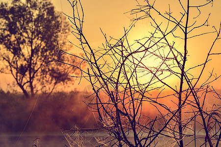 照片与夏日日出和一棵树合照木头天空场景日落橙子叶子射线金子植物精神图片
