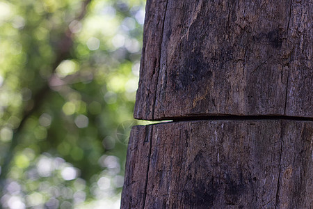 旧树被砍断损害树干木工人牙印精神树桩破坏伐木工男人木头图片